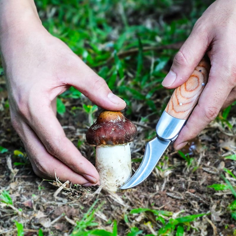 Coowolf Mushroom Knife with Brush and Sheath, Curved Stainless Steel Blade, Hardwood Handle, 7.06 Inch Folding Design, for Morels, Porcini, Chanterelles, Foraging Mushroom Gifts - Image 2